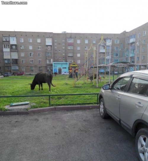 Meanwhile in Russia #29