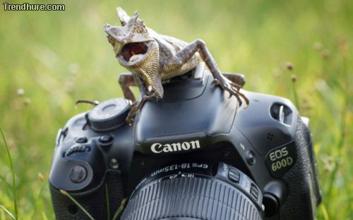 Picdump