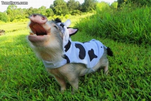 Picdump