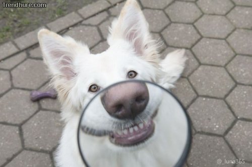 Picdump