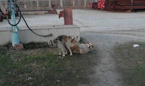Picdump