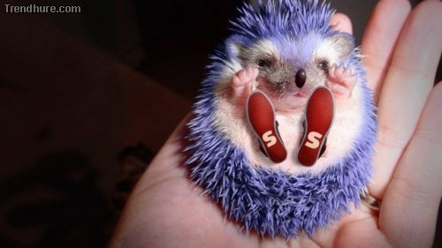 Picdump