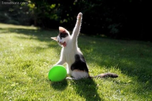 Picdump