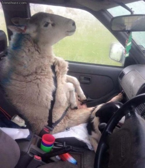 Picdump