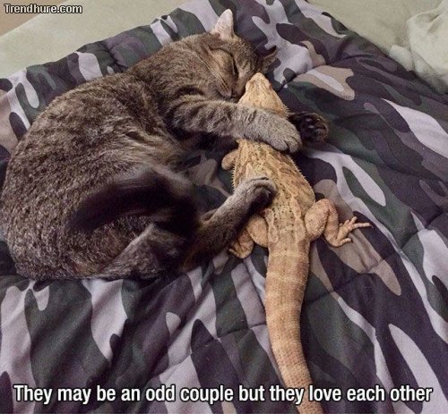 Picdump