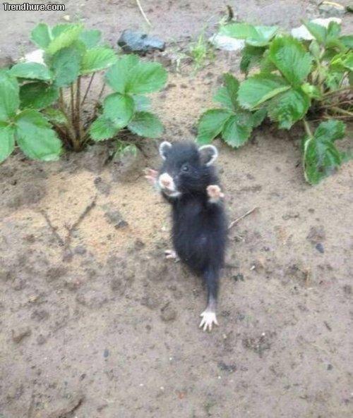 Picdump