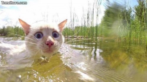 Picdump