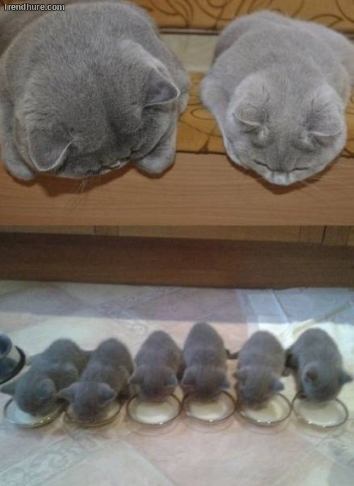 Picdump