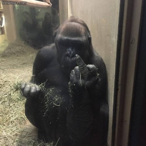 Picdump