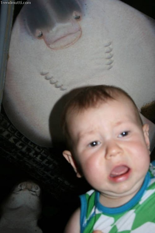Fotobomben