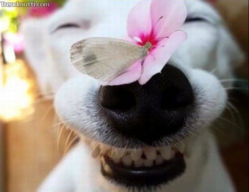 Picdump