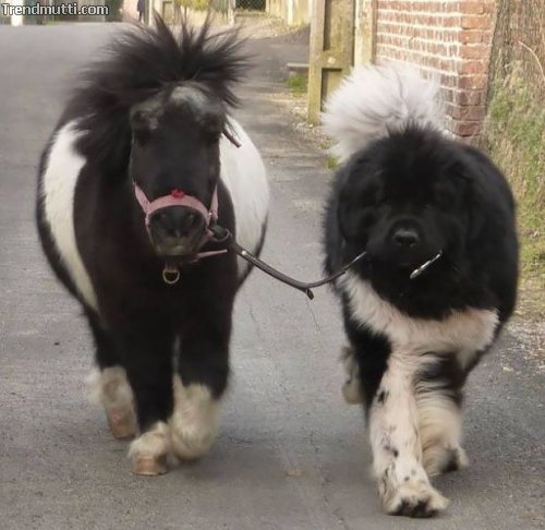 Picdump
