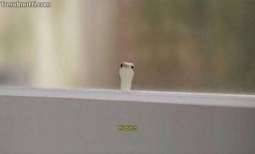 Picdump