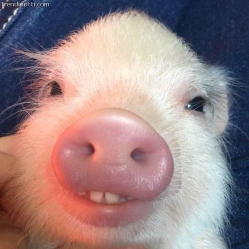 Picdump