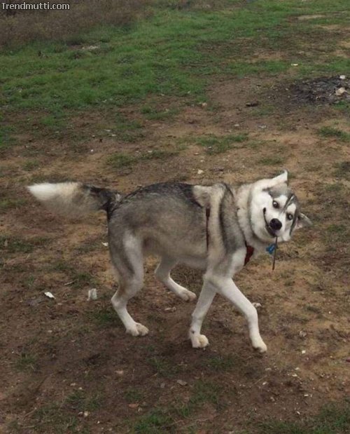 Picdump