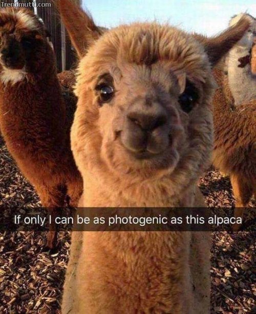 Picdump