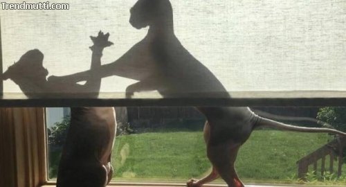 Picdump