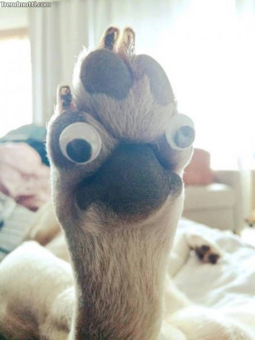Picdump