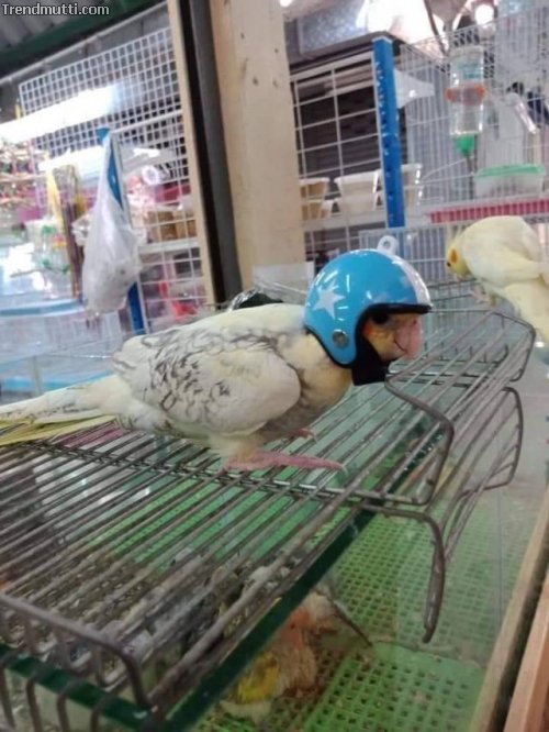 Picdump