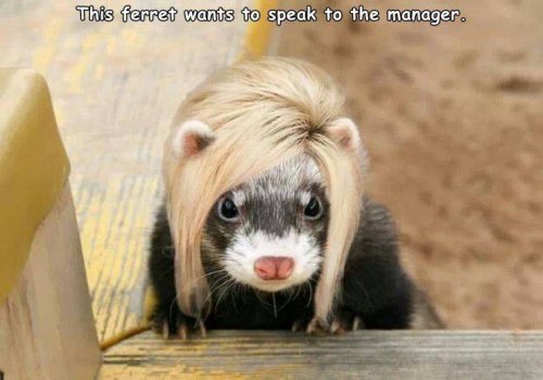 Picdump