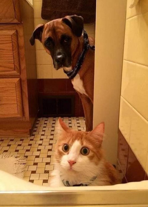 Privatsphäre mit Haustieren