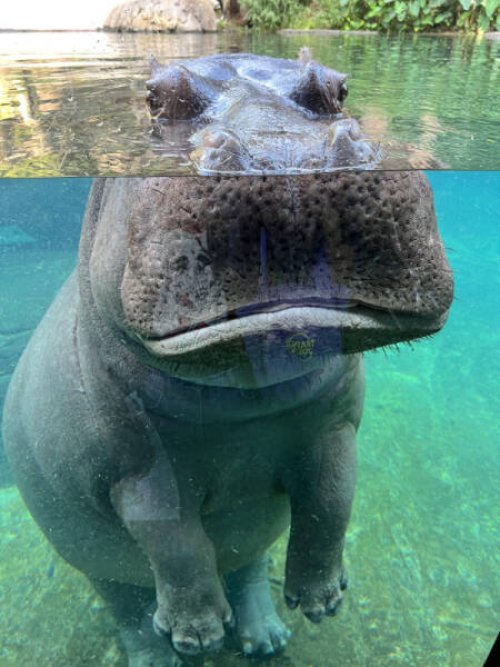 Picdump