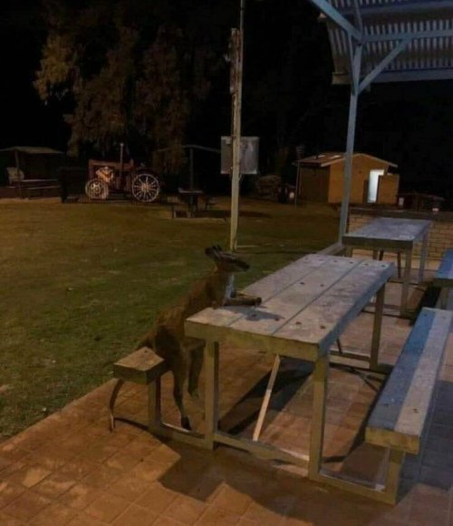 Picdump