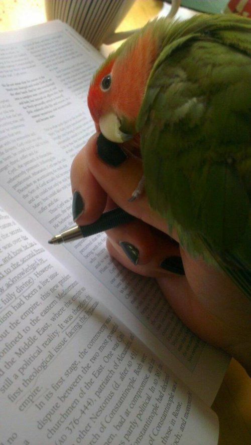 Picdump