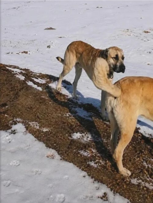 Picdump